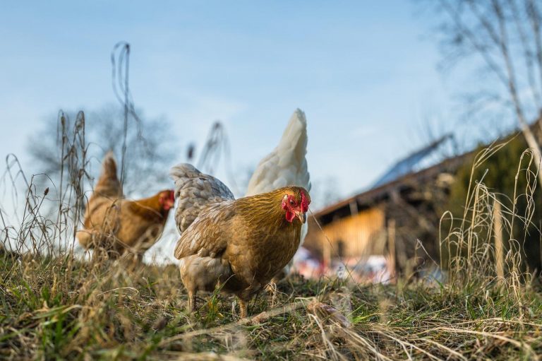 Cele mai frecvente boli la gaini și cum pot fi evitate