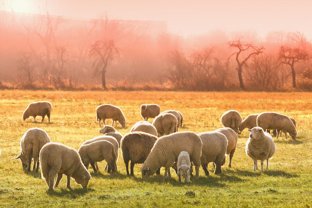 Fermele de animale – o activitate profitabila