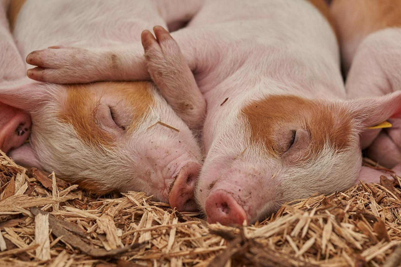 Asternut din paie pentru porci