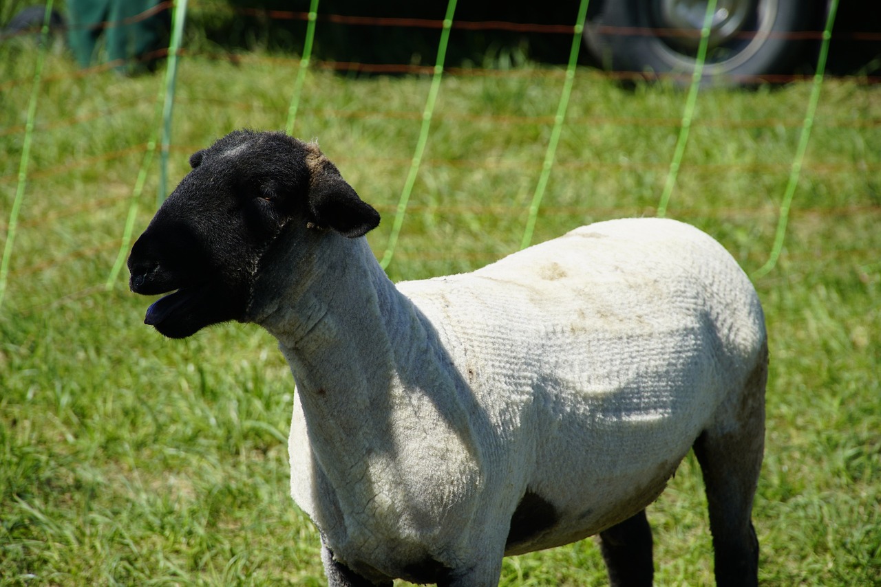 Masina de tuns animale necesara in gospodarie