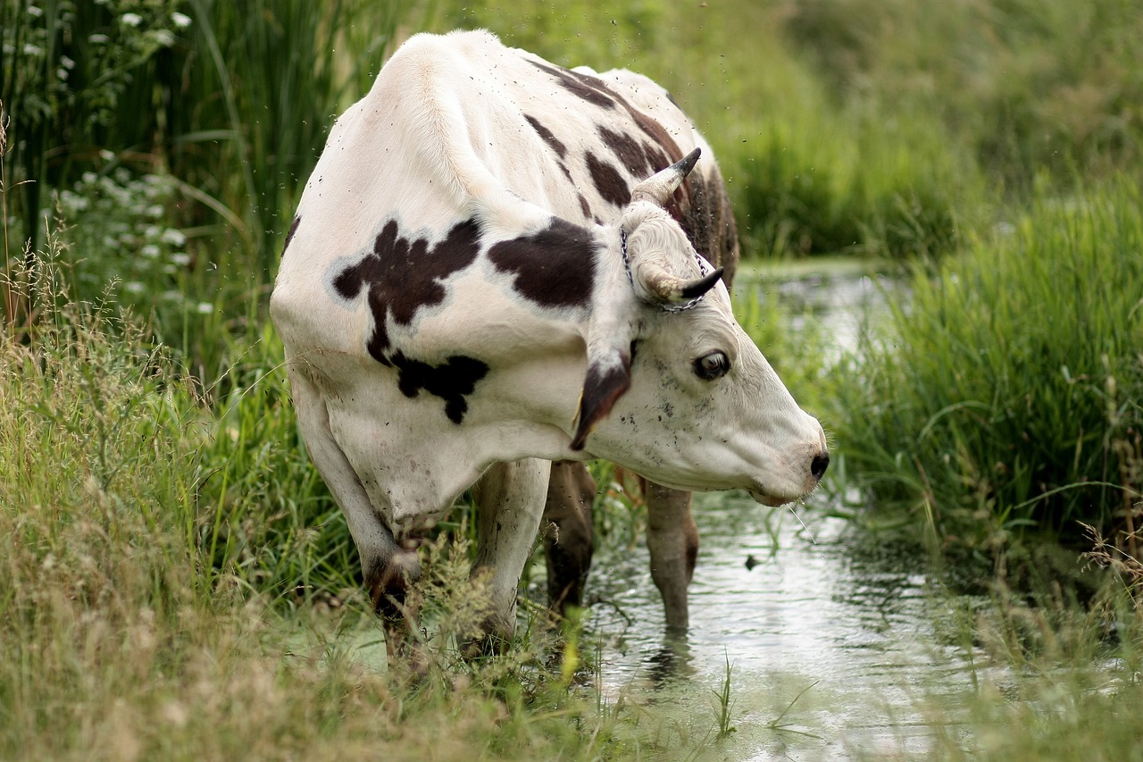 Adapatoare pentru vaci necesara in ferma