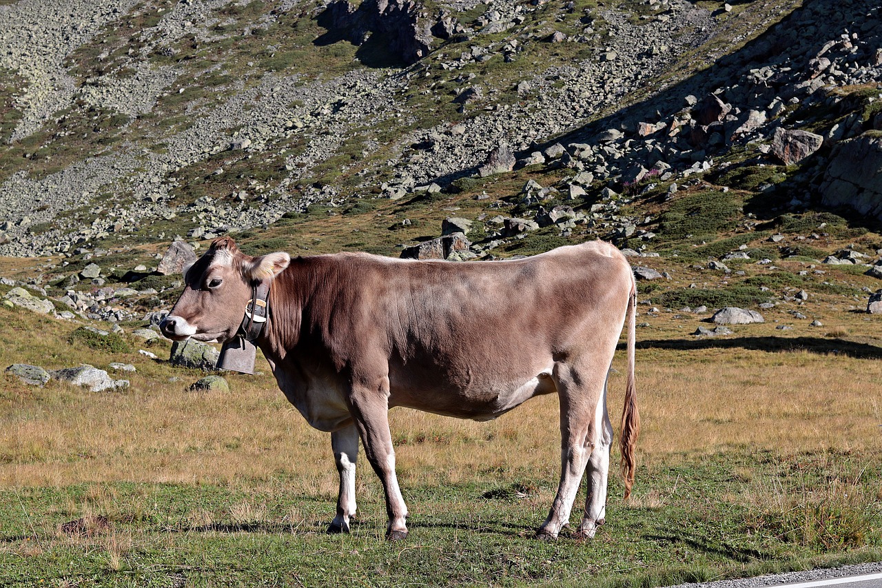 Recomandari pentru ingrijirea copitelor la vaci