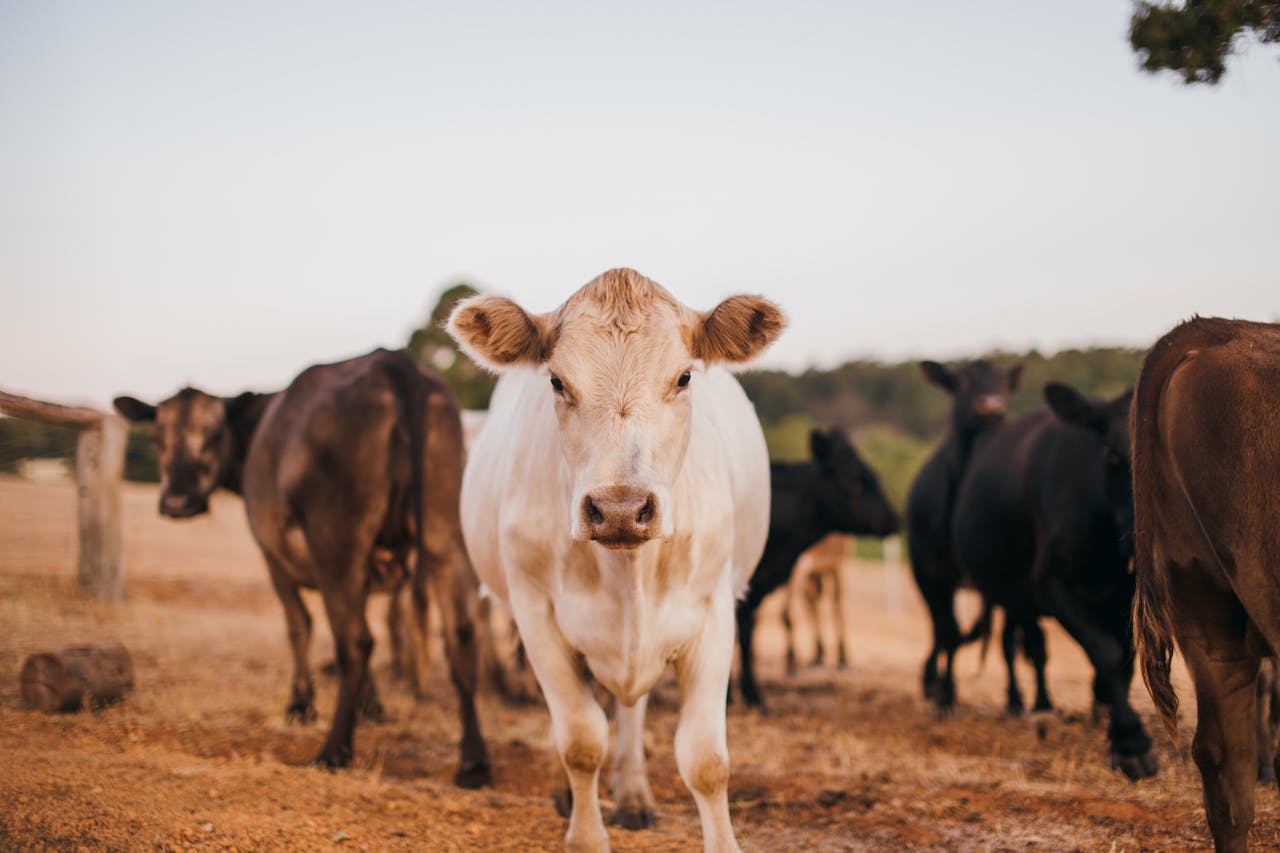 Febra aftoasa la animale. Masuri de preventie si informatii utile